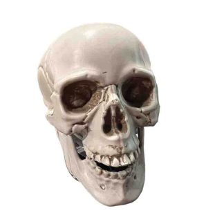 Mini Crânio 10 cm